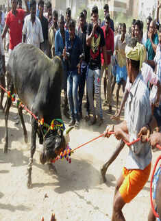 Despite SC ban, jallikattu conducted all over Tamil Nadu