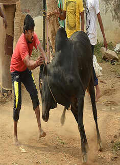 Jallikattu protests gain strength in TN