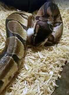 Pet snake gets stuck in woman's earlobe