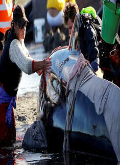 In Pics: Race to save 100 stranded whales on New Zealand beach