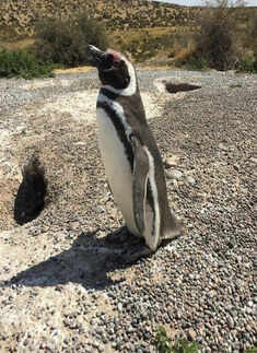 Millions of penguins attend Punta Tombo feast