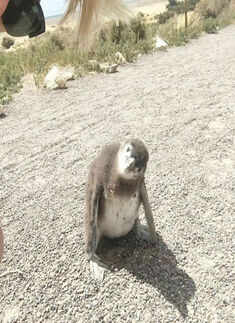 Millions of penguins attend Punta Tombo feast