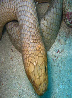 Dubois' sea snake