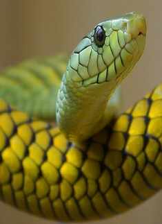 Western Green Mamba