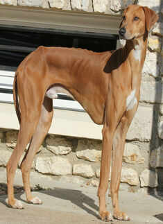 21 Uncommon Dog Breeds