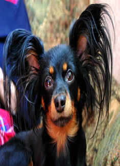 21 Uncommon Dog Breeds