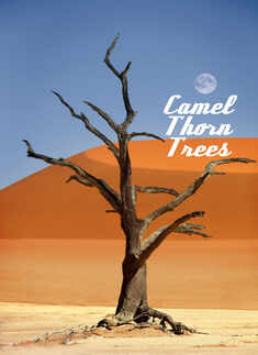 Camel thorn trees