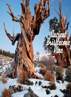 Ancient Bristlecone Pine