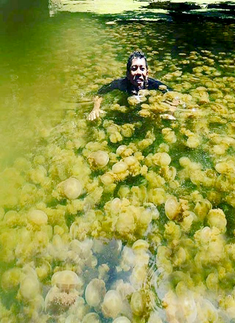 A swim with jellyfishes