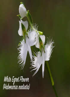 The flowers of illusion