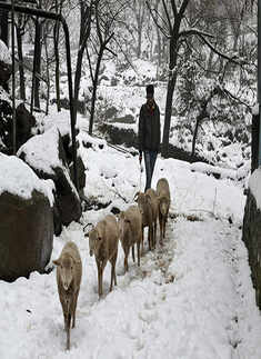 North India experiences cold wave as J&K, Himachal, Uttarakhand receive snowfall