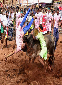 Jallikattu