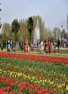 Tulip Garden