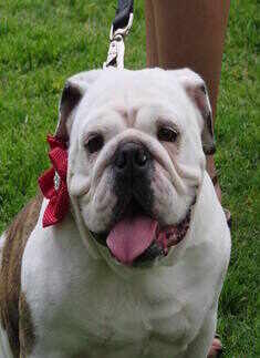 39th Annual Beautiful Bulldog Contest
