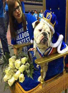 39th Annual Beautiful Bulldog Contest