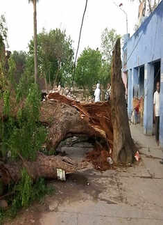 See pics how dust storm and rain wreak havoc in northwest India