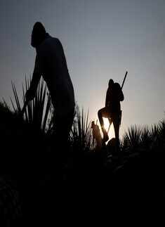 Tequila boom rooted in traditional farming techniques
