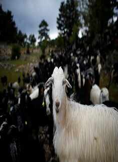 Pictures of Turkey's last nomads roam Anatolia, a region that includes much of Turkey