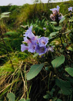 Spectacular photos of Neelakurinji flowers that bloomed after 12 years