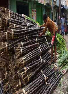 Pongal celebrations begin with fervour