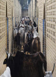 See how holy cow gets unholy treatment in India