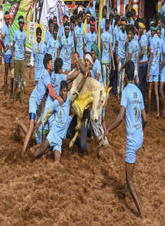 Tamil Nadu: Over 50 injured in Jallikattu events
