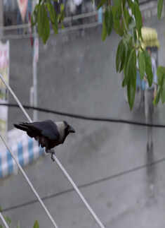 Shantilal O Projapoti Rohoshyo