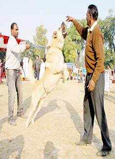 Dog Show in Lucknow