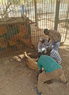 African lions pictures