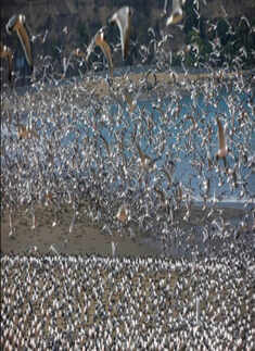 Pictures of animals moving freely during lockdown will surely bring a smile on your face!