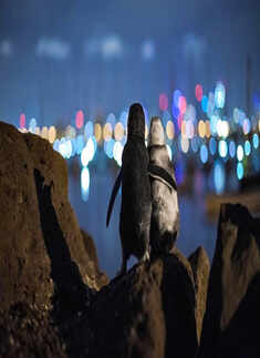 Viral pictures of widowed Penguins finding comfort in each other will surely melt your heart! 