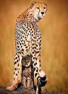 Mother's Day Special! Adorable pictures of animal moms with their little offspring