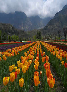 In the midst of lockdown, breathtaking pictures of our mother nature prove that we humans are the real culprit!