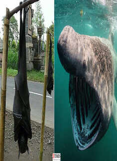 These mystifying pictures of unusual and rare creatures will give you the chills