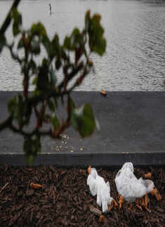 Masks and gloves wash up on the shores of the ocean