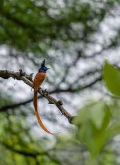 Asian paradise flycatcher
