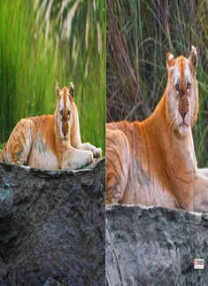 Pictures of animals moving freely during lockdown will surely bring a smile on your face!