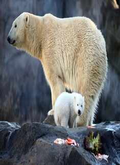 Polar bears may be extinct by 2100, study suggests