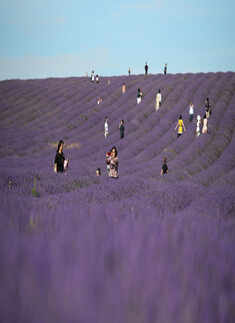  Lavender fields: These spectacular images will blow your mind 