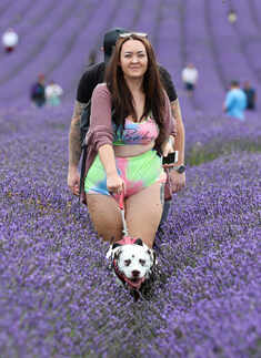 Lavender fields: These spectacular images will blow your mind 