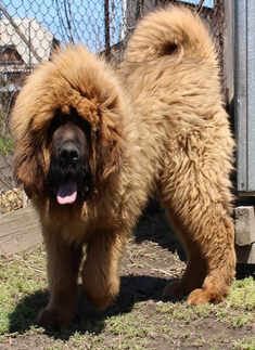 Tibetan Mastiff