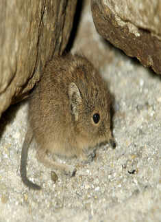 Elephant Shrews