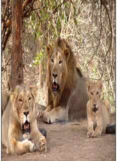 Popular wildlife sanctuaries around India  that are worth a visit