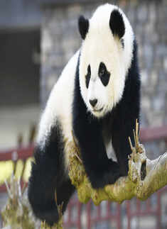 Endangered Species Day: Pictures of species which are on the verge of extinction