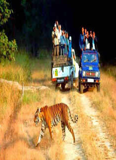20 best National Parks for wildlife tourism in India