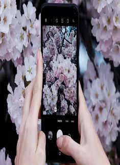 Spring 2022: Stunning pictures of cherry blossoms around the world