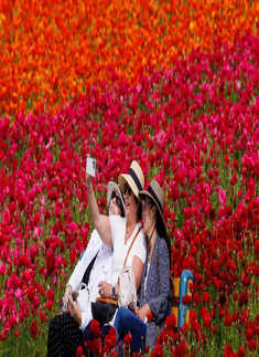 Spectacular images from flower fields of Carlsbad in California