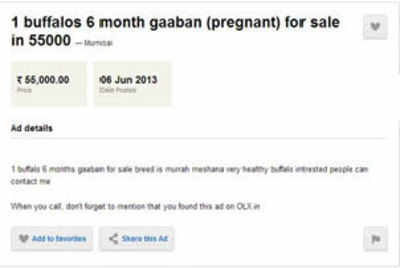 Rural India Selling Cows Buffaloes On Olx Quikr Times Of India