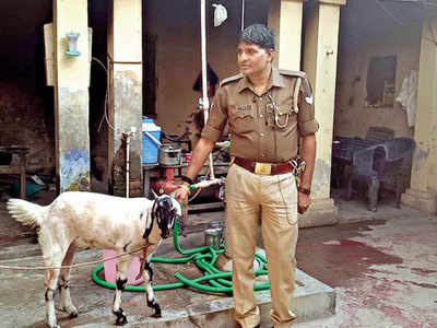 Bleat This How One Goat Sent A Police Post Into A Tizzy Noida News Times Of India