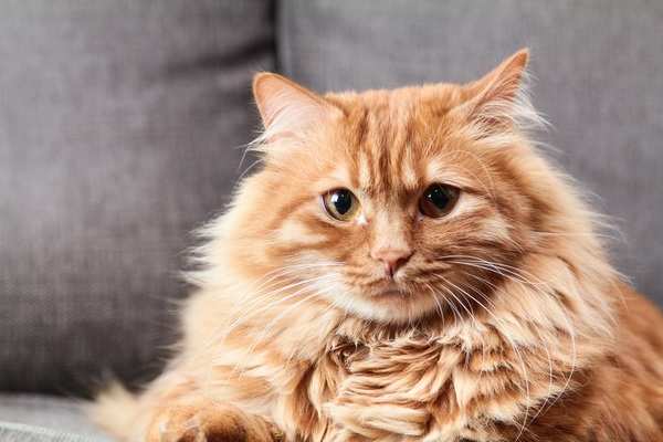 purepet cat food side effects